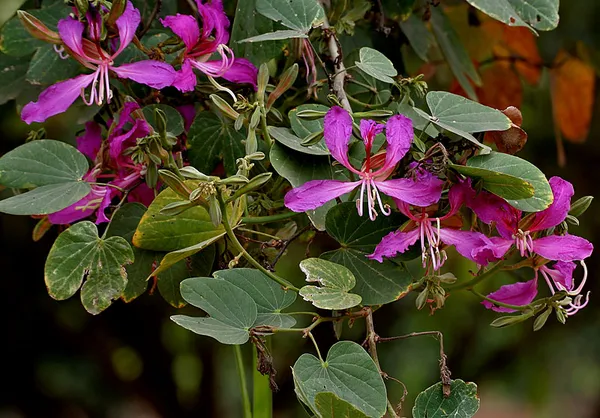 Grafting__Bauhinia_Purpurea__Violet_1.5-3.5_Ft__Flower_Plant