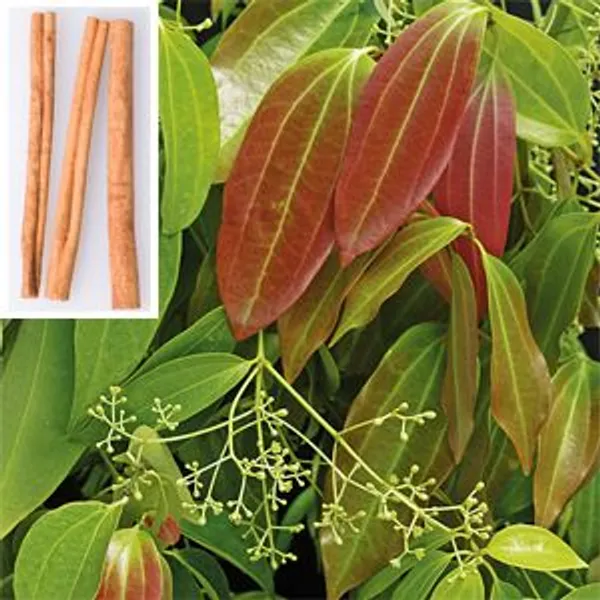 Bay_leaf_Plant