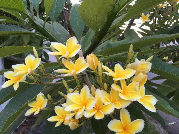 Beautiful_Kathgolap/Kathchapa_Live_Flower_Plant_(1.5-3.5_Ft_Size)_For_Home_Garden_Bicolor_Kathchapa/Plumeria_Flowering_Plant_(Hybrid,_Pack_Of_1)
