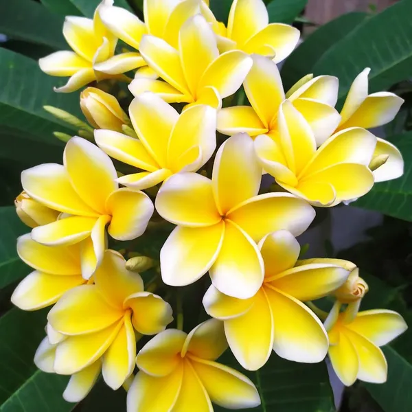 Beautiful_Kathgolap/Kathchapa_Live_Flower_Plant_(1.5-3.5_Ft_Size)_For_Home_Garden_Bicolor_Kathchapa/Plumeria_Flowering_Plant_(Hybrid,_Pack_Of_1)