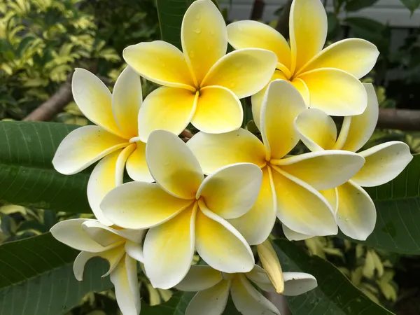 Beautiful_Kathgolap/Kathchapa_Live_Flower_Plant_(1.5-3.5_Ft_Size)_For_Home_Garden_Bicolor_Kathchapa/Plumeria_Flowering_Plant_(Hybrid,_Pack_Of_1)