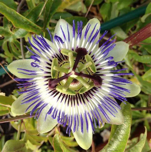 Beautiful_Passion_Flower_Live_Plant_(1.5-2.5_Ft_Size)_For_Your_Home_Gardening_(Hybrid,_Pack_Of_1)