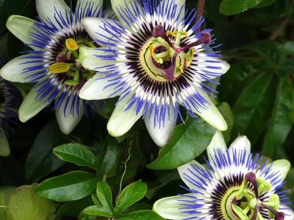 Beautiful_Passion_Flower_Live_Plant_(1.5-2.5_Ft_Size)_For_Your_Home_Gardening_(Hybrid,_Pack_Of_1)
