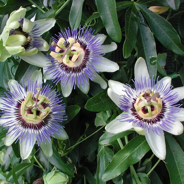 Beautiful_Passion_Flower_Live_Plant_(1.5-2.5_Ft_Size)_For_Your_Home_Gardening_(Hybrid,_Pack_Of_1)