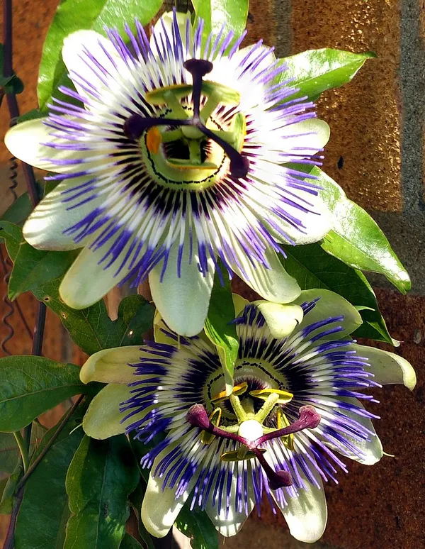 Beautiful_Passion_Flower_Live_Plant_(1.5-2.5_Ft_Size)_For_Your_Home_Gardening_(Hybrid,_Pack_Of_1)
