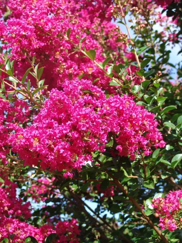 Beautiful_Pink_Furus_Flowering_Live_Plant_&_Tree_For_Shrub/Home_Garden_Coral_Pink_Furus_Grafted_Flower_Plant_(1.5-3.5_Ft_Hight)_Pack_Of_1