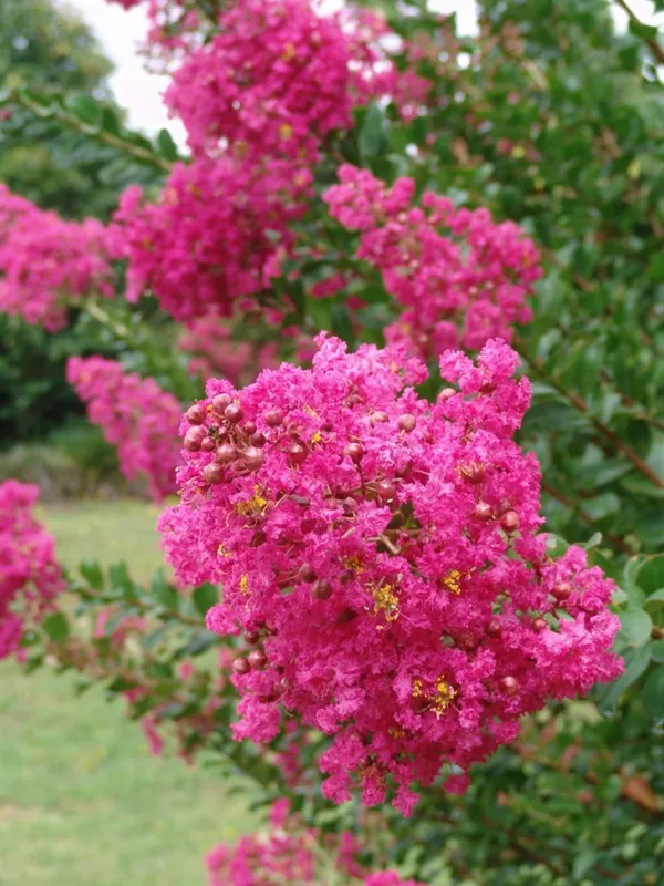 Beautiful_Pink_Furus_Flowering_Live_Plant_&_Tree_For_Shrub/Home_Garden_Coral_Pink_Furus_Grafted_Flower_Plant_(1.5-3.5_Ft_Hight)_Pack_Of_1