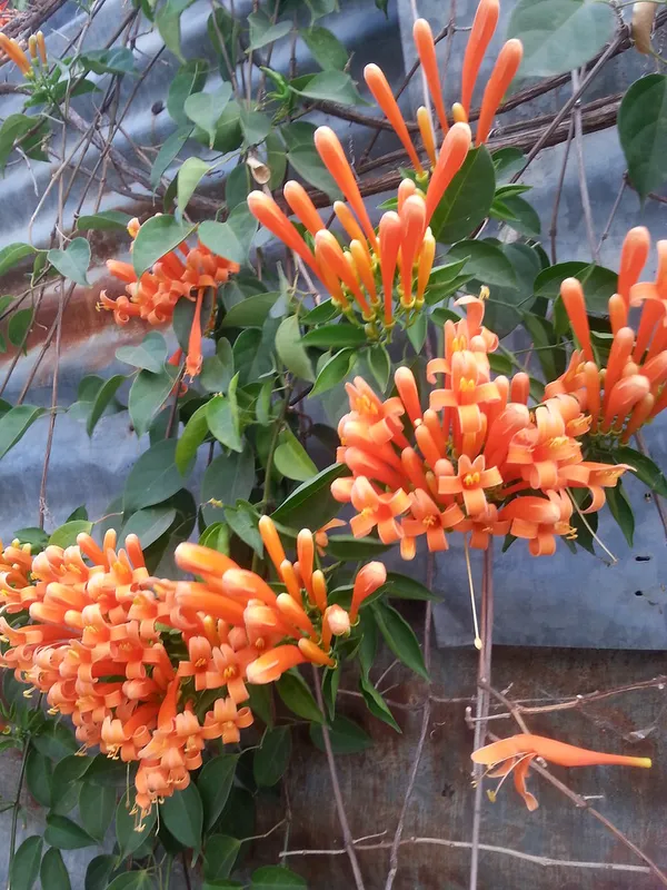 Beautiful_Vanusta__Live_Flowering_Plant_&_Tree_For_Shrub/Bush/Home_Decoration_&_Gardening_(Hybrid,_Pack_Of_1)