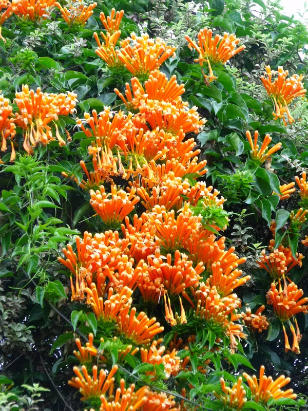 Beautiful_Vanusta__Live_Flowering_Plant_&_Tree_For_Shrub/Bush/Home_Decoration_&_Gardening_(Hybrid,_Pack_Of_1)