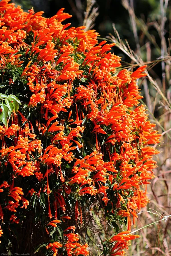 Beautiful_Venusta_(Creeper)_Live_Flower_Plant_For_Your_Home_Decoration_&_Gardening_(Pack_Of_1)