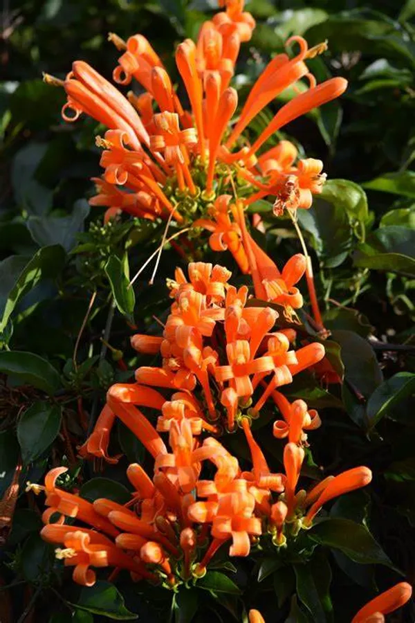 Beautiful_Venusta_(Creeper)_Live_Flower_Plant_For_Your_Home_Decoration_&_Gardening_(Pack_Of_1)