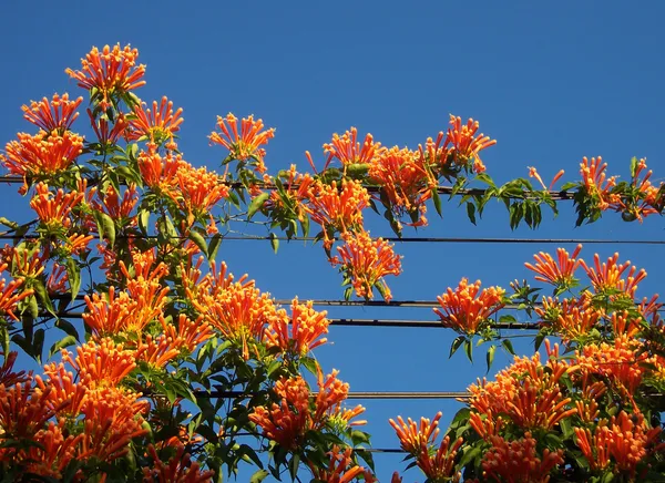 Beautiful_Venusta_(Creeper)_Live_Flower_Plant_For_Your_Home_Decoration_&_Gardening_(Pack_Of_1)