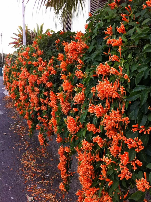 Beautiful_Venusta_(Creeper)_Live_Flower_Plant_For_Your_Home_Decoration_&_Gardening_(Pack_Of_1)