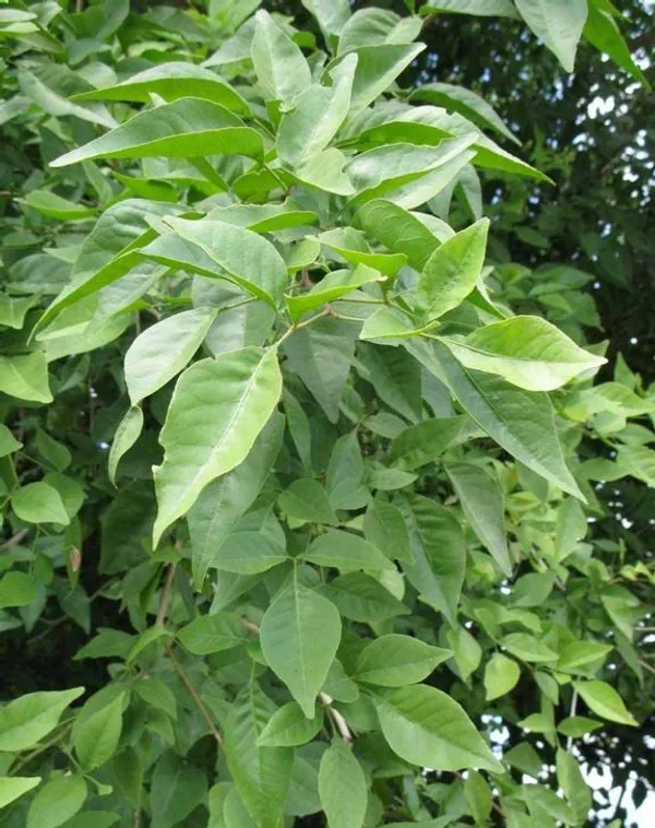 Thai_All_Time_Bel_Pattra_/_Bel_Fruit_Plant