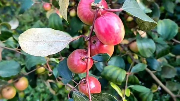 Bharat_Sundari_/_Miss_India_Ber_Apple_Plant_Grafted___}