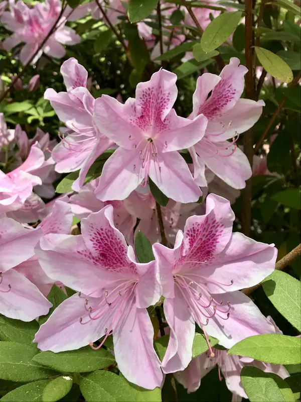 Bicolor_Azalea_Live_Flowering_Plant_&_Tree_For_Shrub/Bush/Home_Garden_(1.5-2.5_Ft_Hight)_Azalea__Grafted_Flower_Plant_(Hybrid,_Pack_Of_1)
