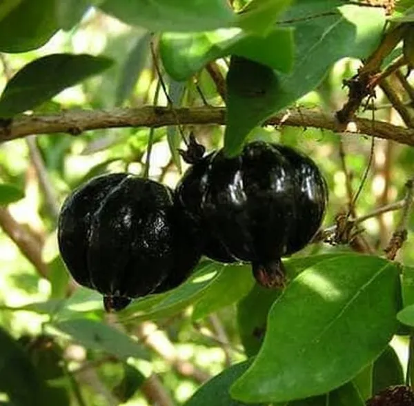 Brazilian_Hybrid_Black_Cherry_Fruit_Plant