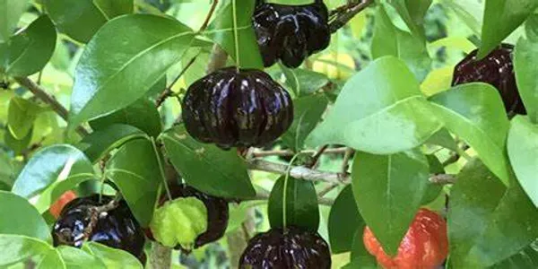 Brazilian_Hybrid_Black_Cherry_Fruit_Plant