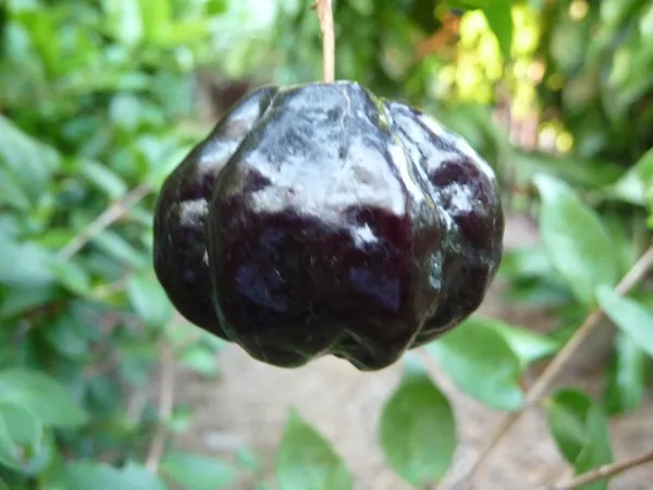 Brazilian_Hybrid_Black_Cherry_Fruit_Plant