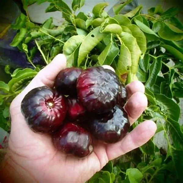 Brazilian_Hybrid_Black_Cherry_Fruit_Plant