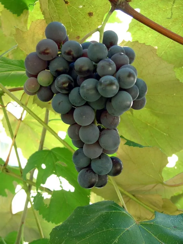 Black_Hybrid_Grapes_Plant