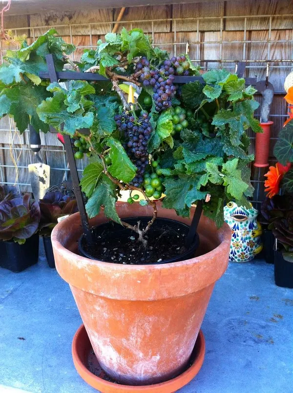 Black_Hybrid_Grapes_Plant