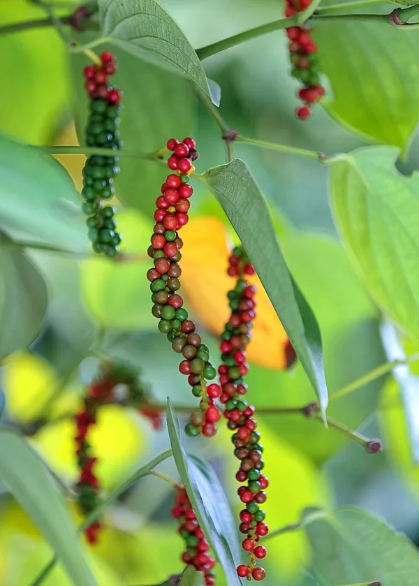 Vietnam_Black_Paper_Plant_Hybrid