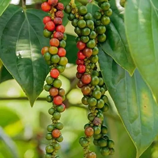Vietnam_Black_Paper_Plant_Hybrid