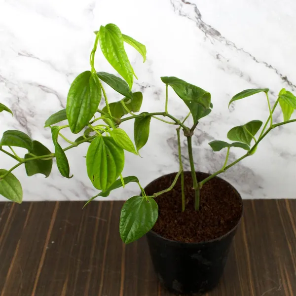 Vietnam_Black_Paper_Plant_Hybrid
