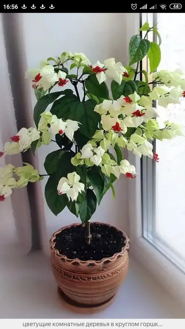 Bleeding_Heart_Vine__Plant