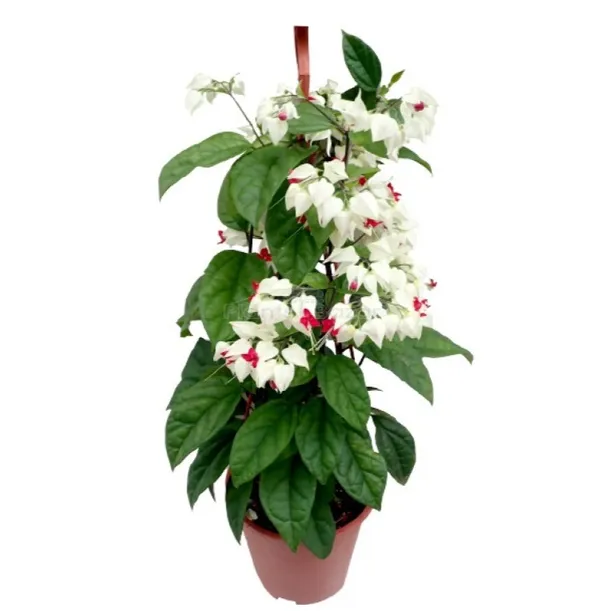 Bleeding_Heart_Grafted_Vine_White_1.5-3.5_Ft__Creepers_&_Climbers_Plant