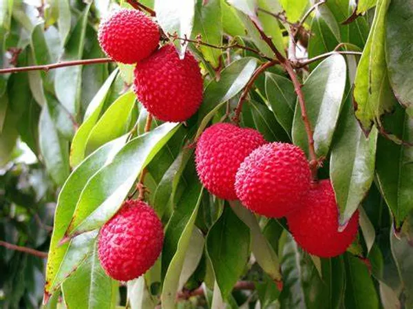 Litchi_Bombai_Hybrid_Live_Plant