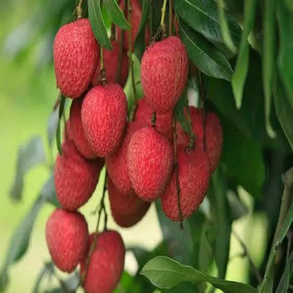 Litchi_Bombai_Hybrid_Live_Plant