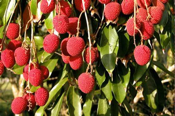 Litchi_Bombai_Hybrid_Live_Plant