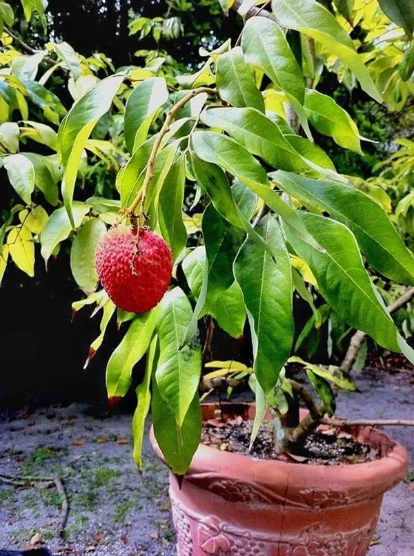 Litchi_Bombai_Hybrid_Live_Plant