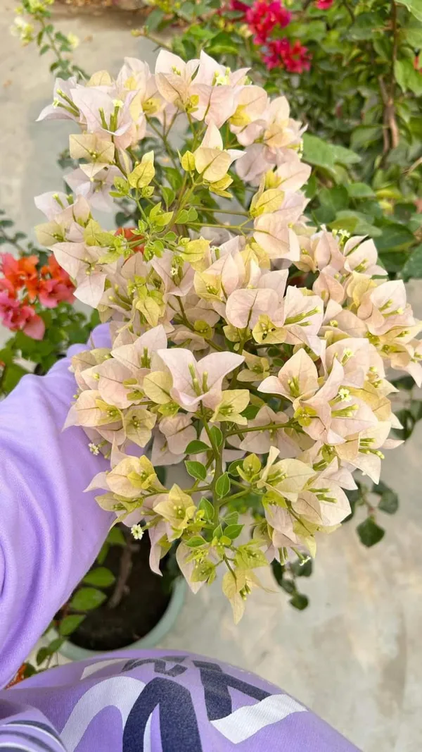 Bougainvillea_Grafted_Flower_1.5-3.5_Ft_Live_Plant