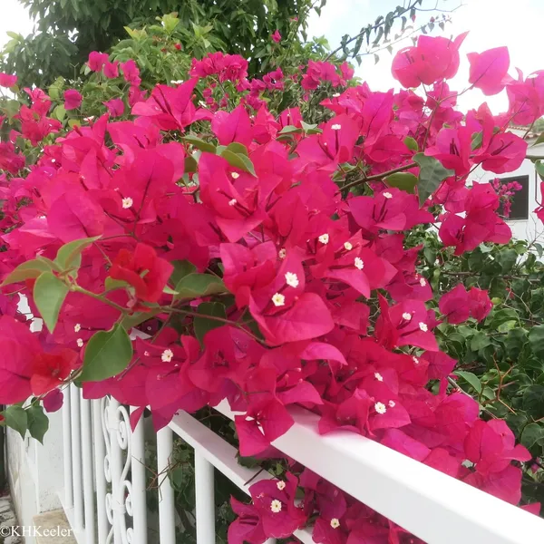 Bougainvillea_Live_Flowering_Plant_&_Tree_(1.5-3.5_Ft_Hight)_For_Shrub/Bush/Sweet_Home_Decoration_&_Garden_(Grafted,_Pack_Of_1)