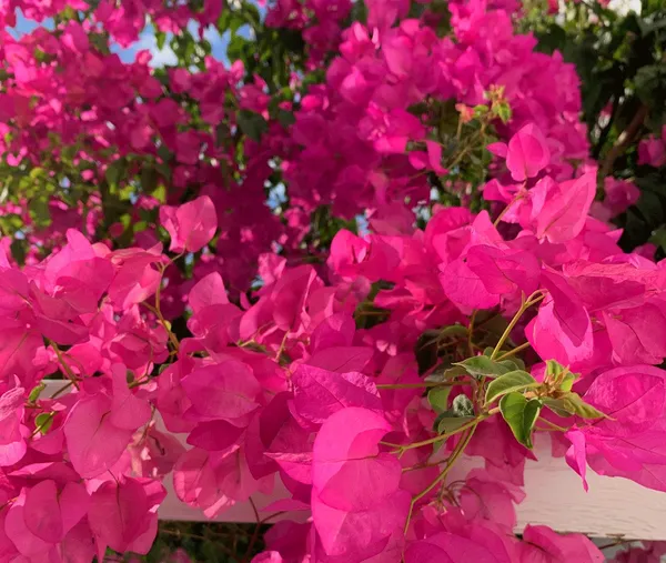 Bougainvillea_Live_Flowering_Plant_&_Tree_(1.5-3.5_Ft_Hight)_For_Shrub/Bush/Sweet_Home_Decoration_&_Garden_(Grafted,_Pack_Of_1)