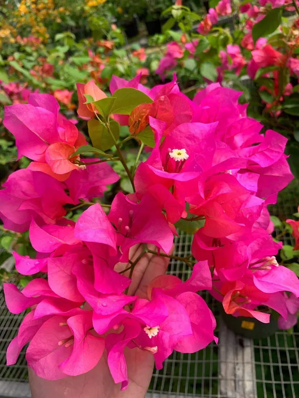 Bougainvillea_Live_Flowering_Plant_&_Tree_(1.5-3.5_Ft_Hight)_For_Shrub/Bush/Sweet_Home_Decoration_&_Garden_(Grafted,_Pack_Of_1)