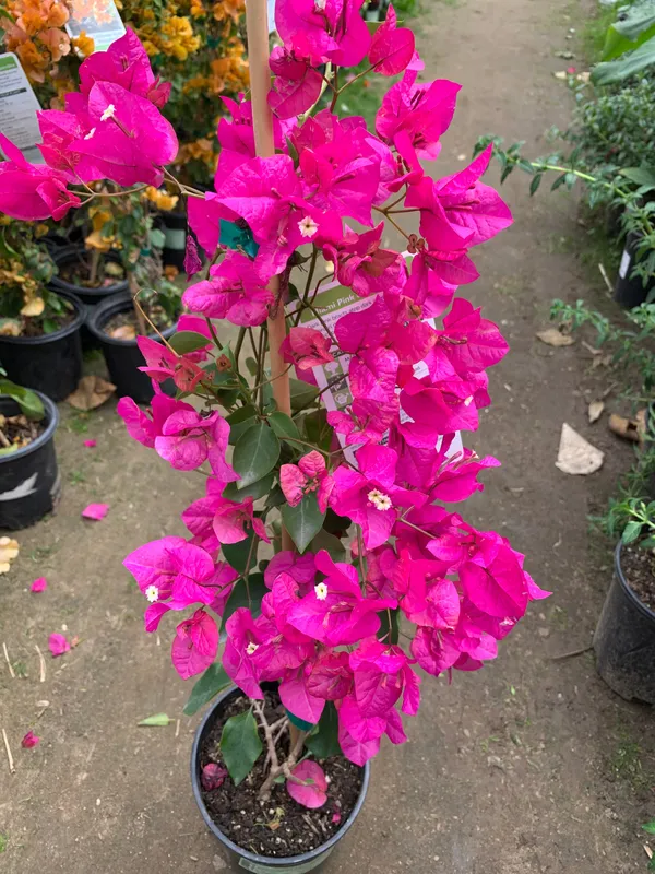 Bougainvillea_Live_Flowering_Plant_&_Tree_(1.5-3.5_Ft_Hight)_For_Shrub/Bush/Sweet_Home_Decoration_&_Garden_(Grafted,_Pack_Of_1)