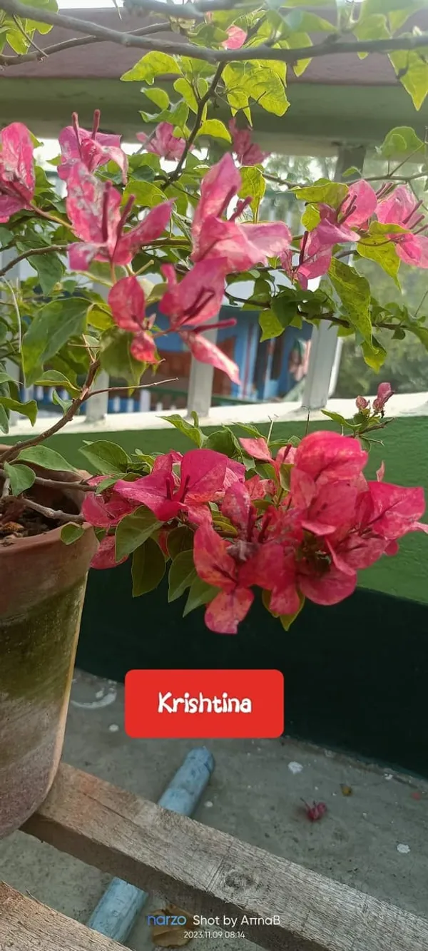 Bougainvillea_Peach_Live_Flower_Plant