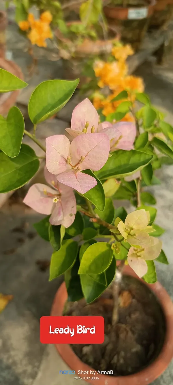 Bougainvillea_Peach_Live_Flower_Plant