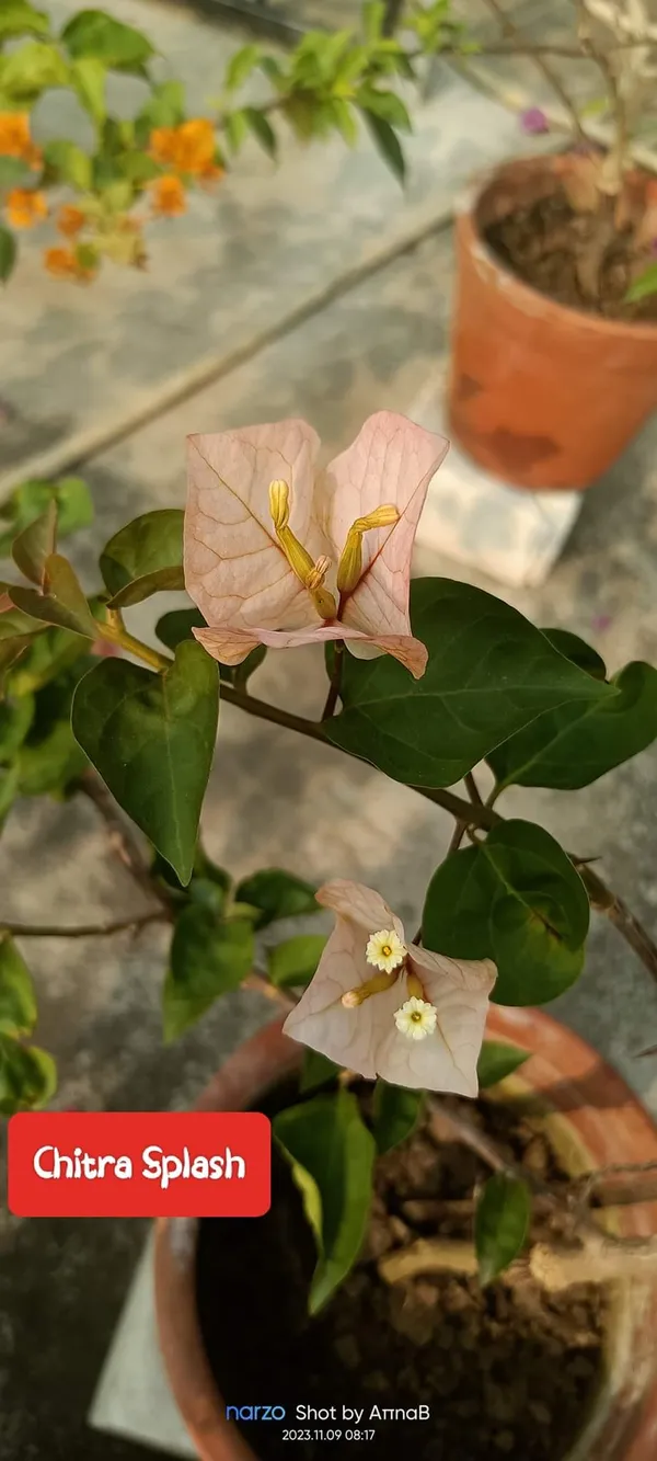 Bougainvillea_Peach_Live_Flower_Plant