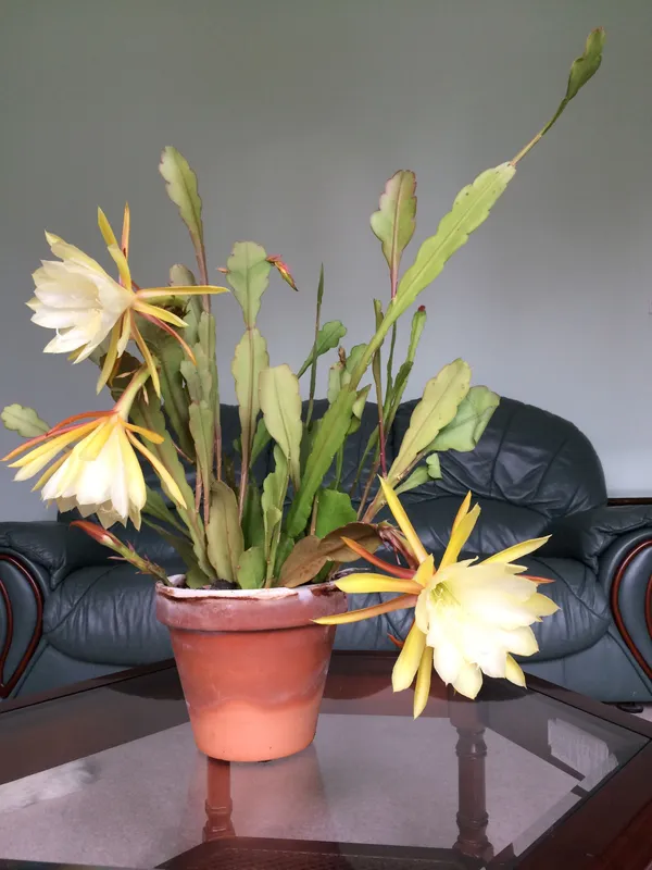 Brahma_Kamal_White_Flowering_Live_Plant_For_Gardening_Hybrid,