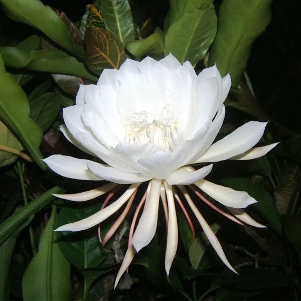 Brahma_Kamal_White_Flowering_Live_Plant_For_Gardening_Hybrid,