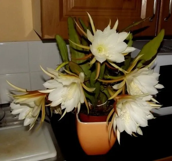 Brahma_Kamal_White_Flowering_Live_Plant_For_Gardening_Hybrid,