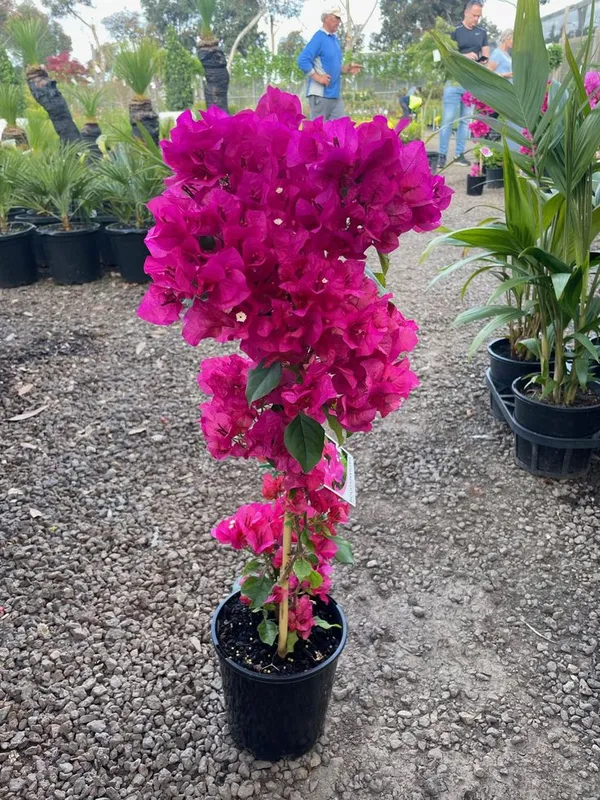 Beauty_Bougainvillea_Purple_Thoka_1.5-3.5_Ft_Flowering_Plant