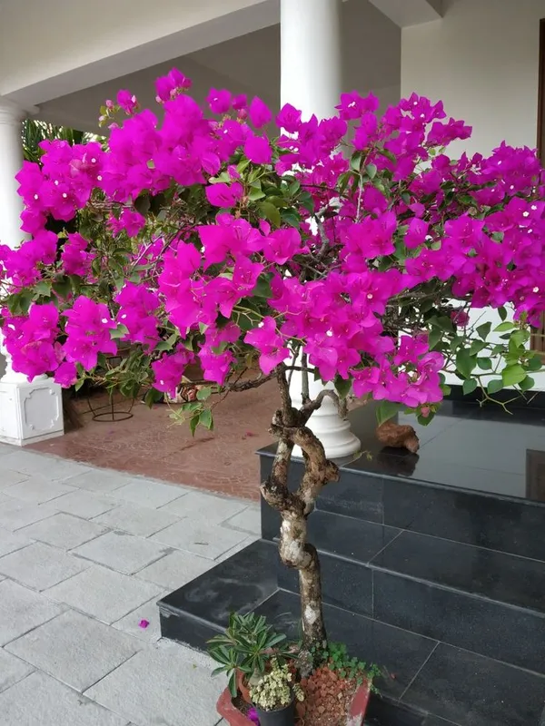 Beauty_Bougainvillea_Purple_Thoka_1.5-3.5_Ft_Flowering_Plant