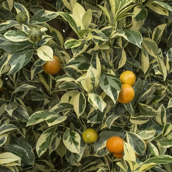 Calamondin_Variegated_Lemon_Plant