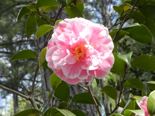 Camellia_Live_Flower_Plant